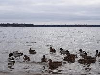 Достопримечательности Валдая. Валдайское озеро. Утки перед отлётом