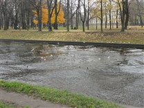 Достопримечательности Санкт-Петербурга. Река Мойка. Утки в ноябре