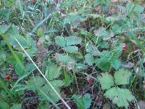 Достопримечательности Твери. Лагерь КомпьютериЯ. Земляника