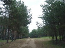 Достопримечательности Осташкова. Молодёжный лагерь Селигер (Форум парк). Тропа среди хвойного леса